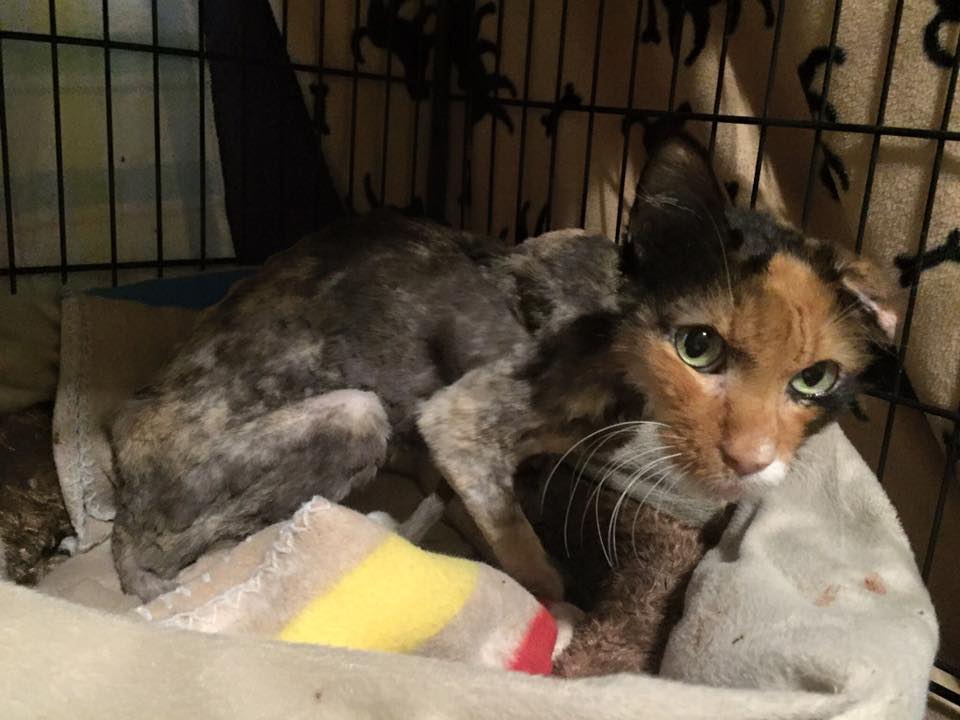 Senior cat barely escapes hoarding situation with her life... but look