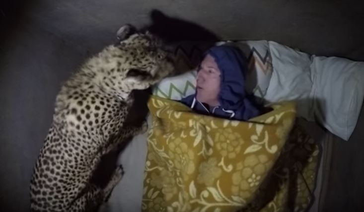 cheetah pillow 2