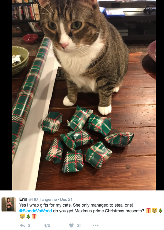 my cat is the love of my life