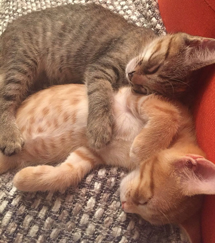 Kittens In Love