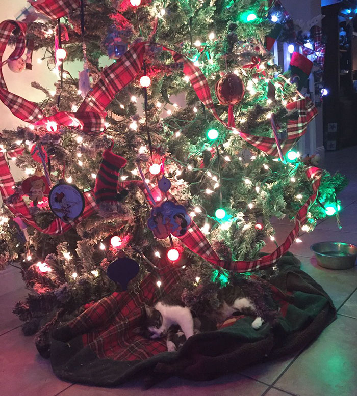 kitten christmas tree