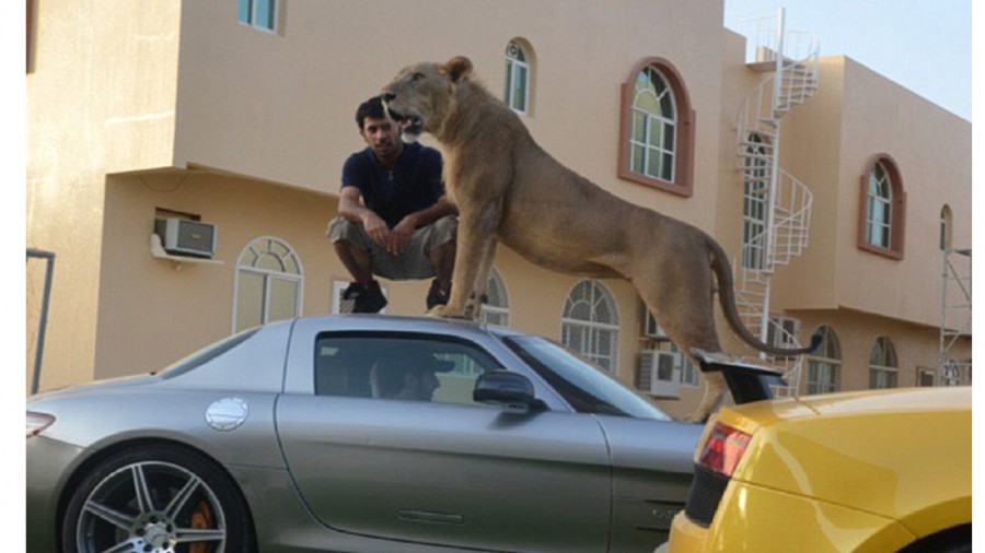 big cats banned in UAE