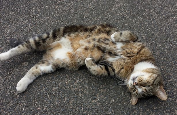 tiger the cat relaxing on the ground