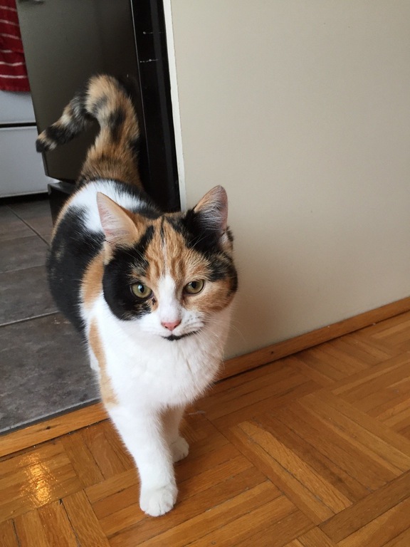 feeding stray cats reddit