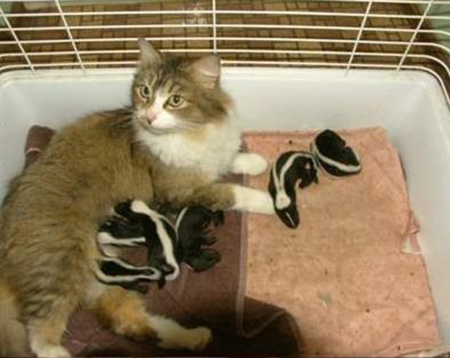 cat pictures