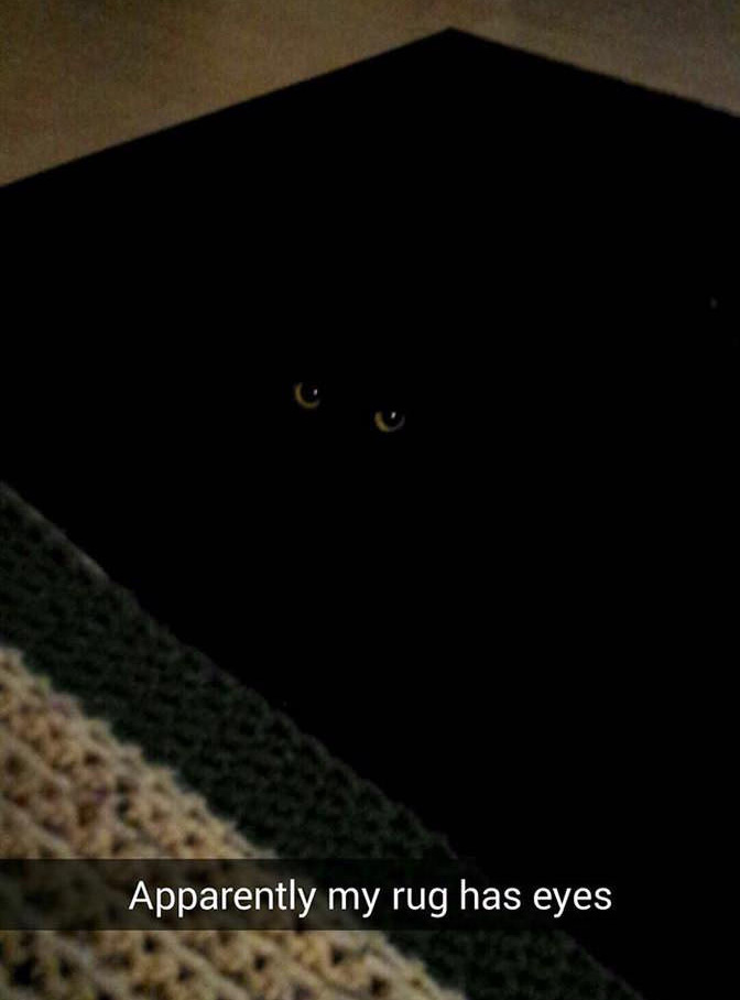 10 cat Snapchats that will certainly make your day