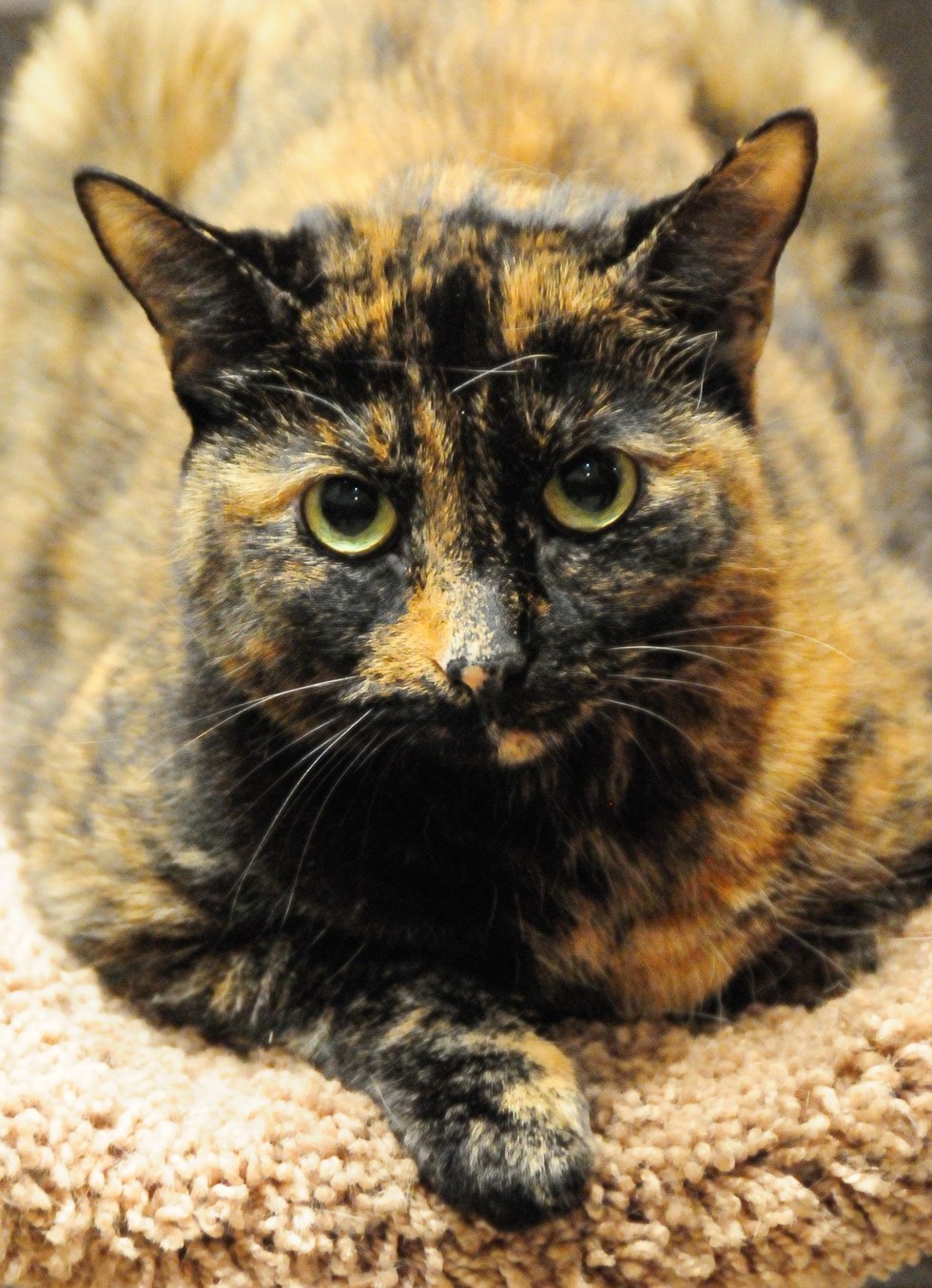 Tortie cat has been adopted twice… and returned twice… all because she