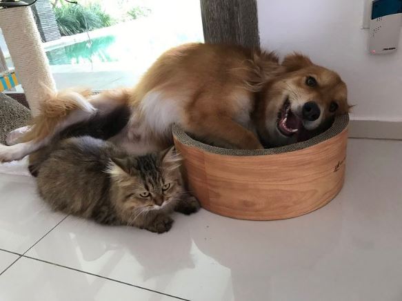 dog steals cat bed 4
