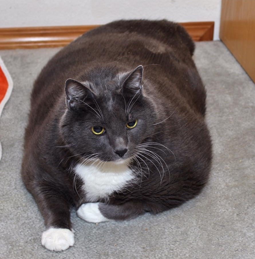 Miserable fat  cat  finds happiness and new life with weight 