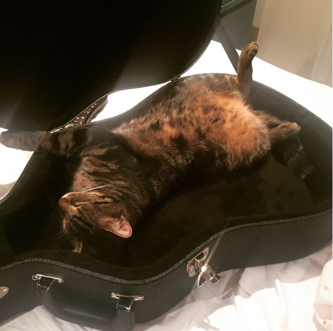 billy the cat resting on guitar