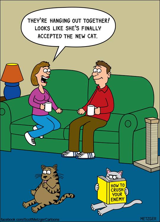 26 adorably funny cat cartoons that will get you through the day