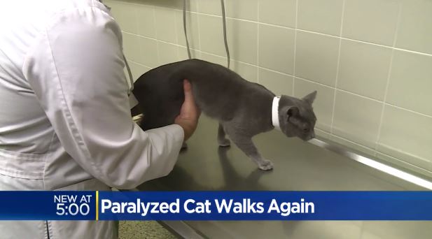 gray the paralyzed cat 6