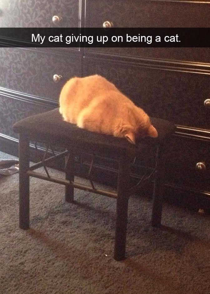 10 cat Snapchats that will certainly make your day