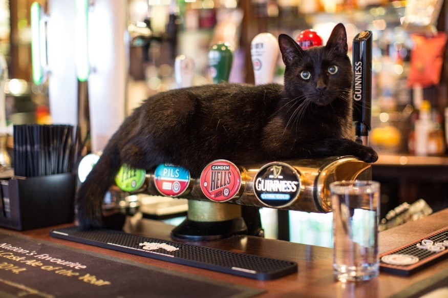 Meet the pub cats of London! (Gallery)