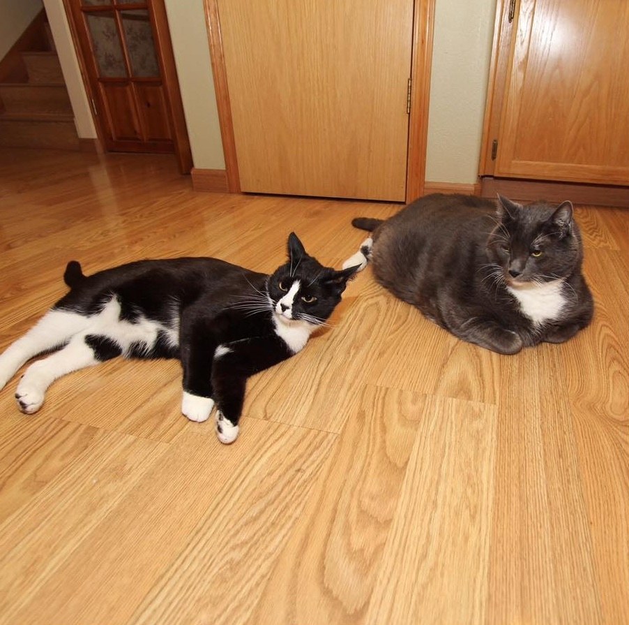 miserable cat miserable cat