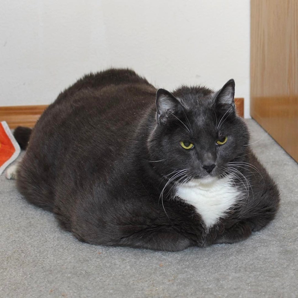 Miserable fat  cat  finds happiness and new life with weight 