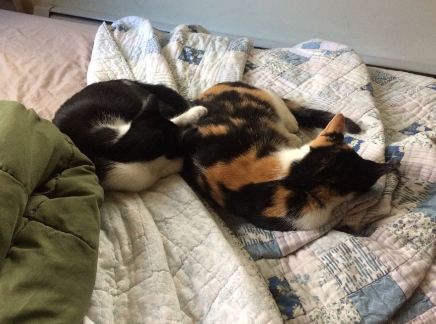 Man finds rescues two cats out of the sewer and adopts them (Gallery)