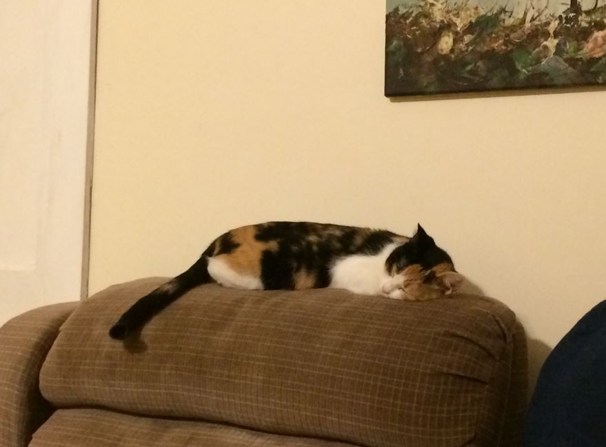 Man finds rescues two cats out of the sewer and adopts them (Gallery)