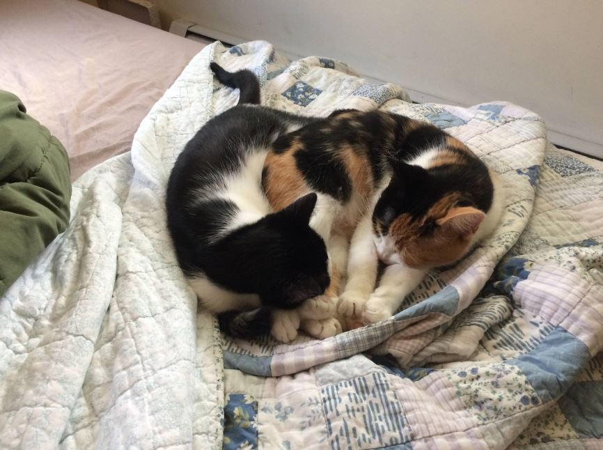 Man finds rescues two cats out of the sewer and adopts them (Gallery)