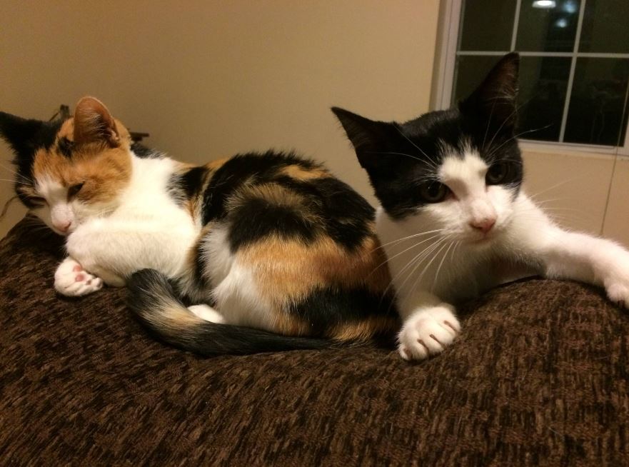 Man finds rescues two cats out of the sewer and adopts them (Gallery)