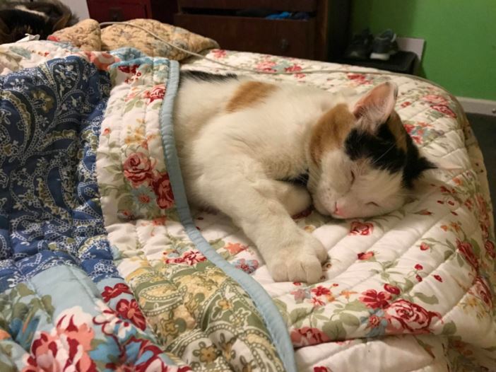 18 warm and cozy pictures of cats tucked in will make you never want to leave your bed