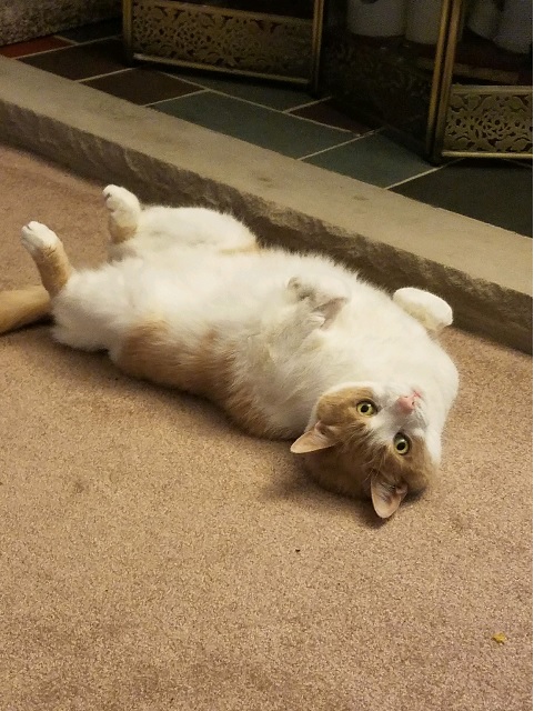 senior cat 6