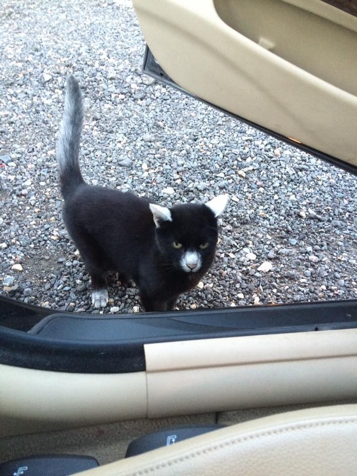 vitiligo cats for sale