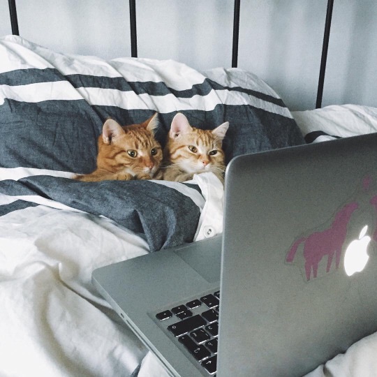 18 warm and cozy pictures of cats tucked in will make you never want to leave your bed