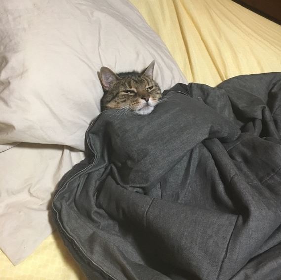 tucked in 4