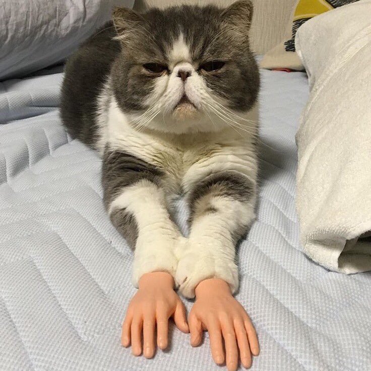 Ever wonder what it would look like if cats had human hands? Welp