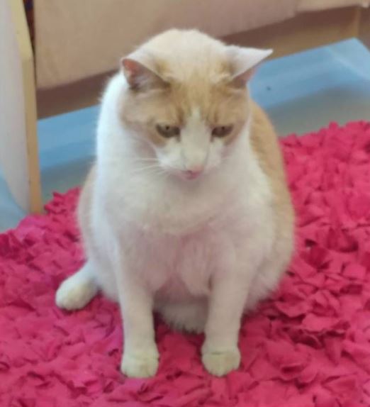 senior cat 1