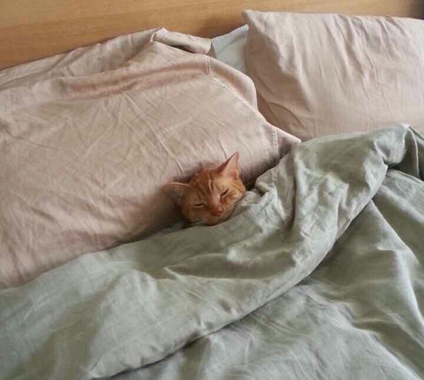 18 warm and cozy pictures of cats tucked in will make you never want to