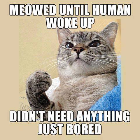 Cat Humor #5