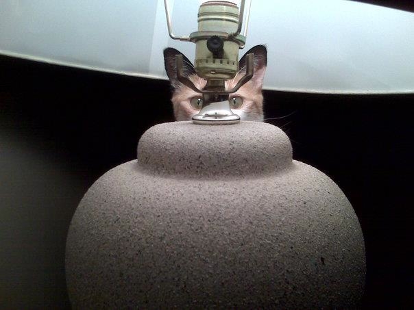 hid12