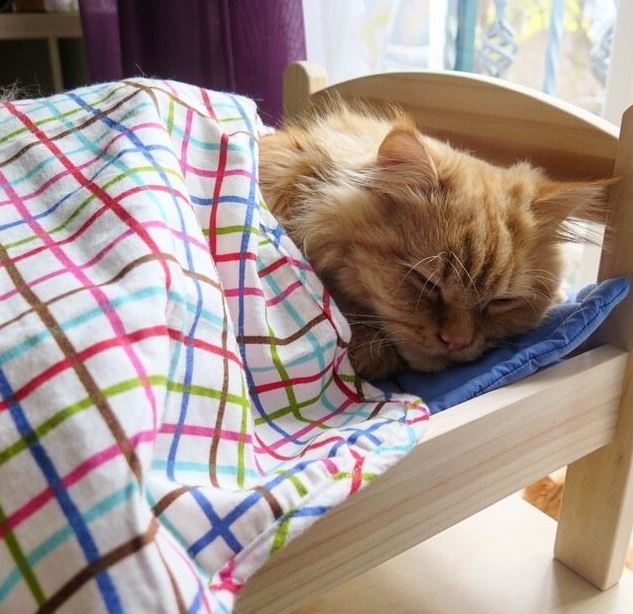 18 warm and cozy pictures of cats tucked in will make you never want to leave your bed