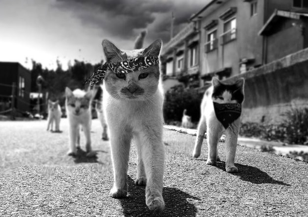 cat videos