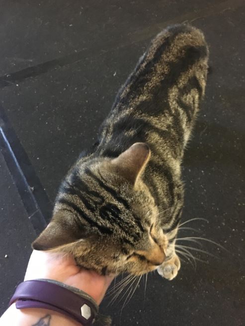 LB the gym cat getting pet