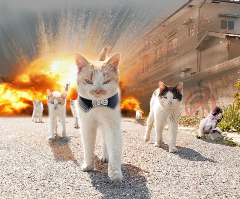 boom cat photoshop battle