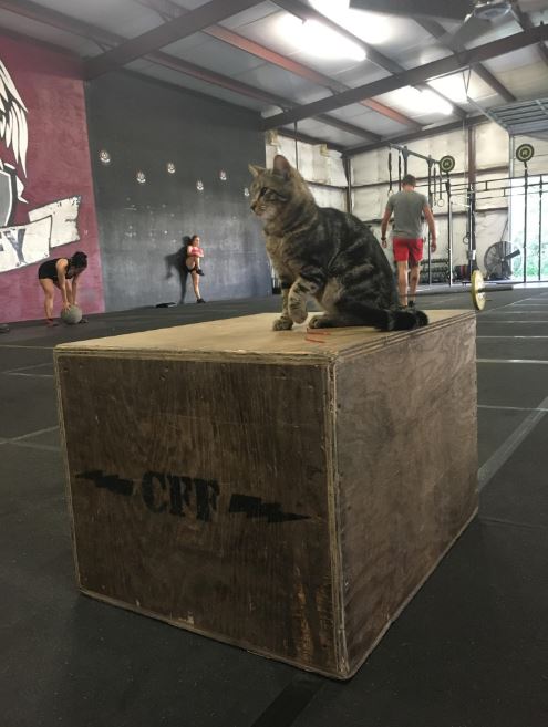 gym cat on a box