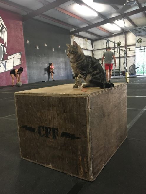 cat play gym kmart
