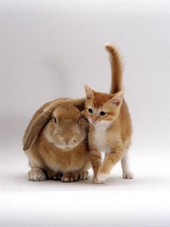 matching kitten and bunny tan