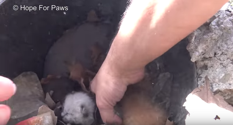 kittens rescued out of pipe