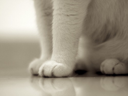 cat paws 6