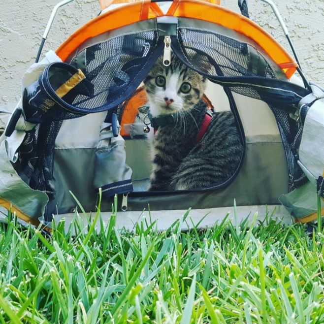 You can now buy teeny tents for your cats to camp out in (Gallery)