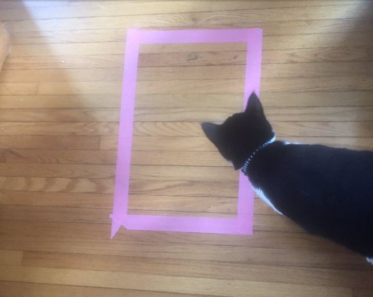 cat trap 1