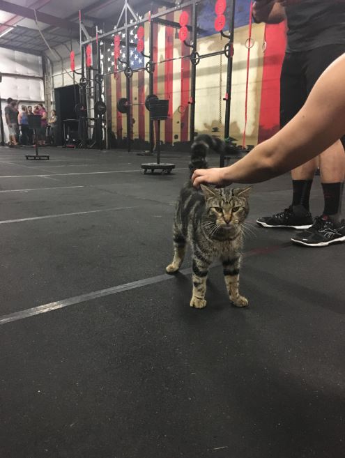 LB the gym cat
