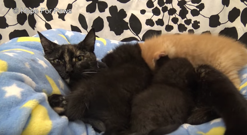 mama cat and her kittens feeding