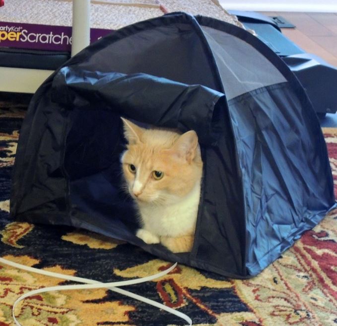 just for cats hide and play activity tent