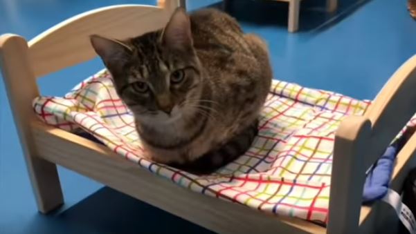 brown kitty in ikea bed