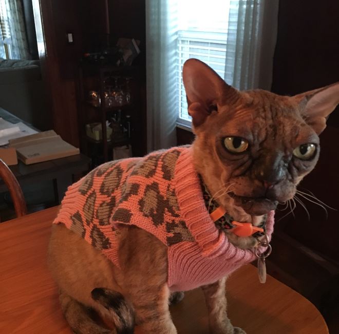 banjo the ugly cat in a sweater